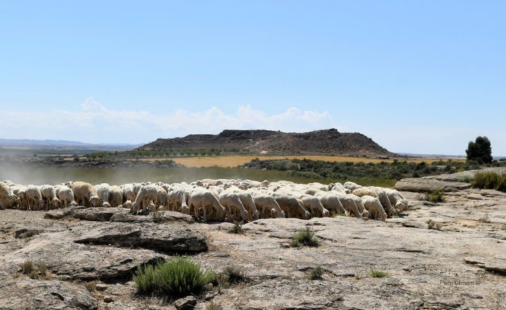 2. El Palao, 2024
