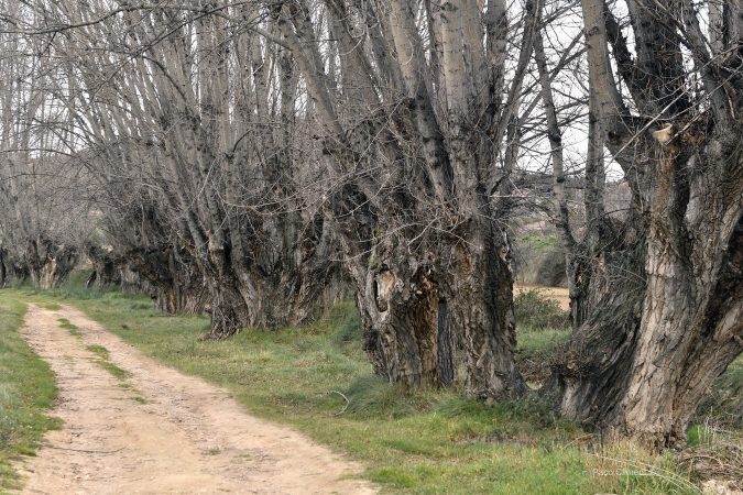 17. Chopos cabeceros junto al conjunto hidráulico, 2025