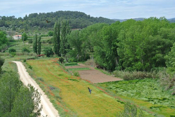 calapata.jpg