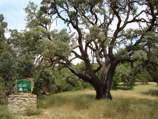 carrasca_mas_del_xiprer.jpg