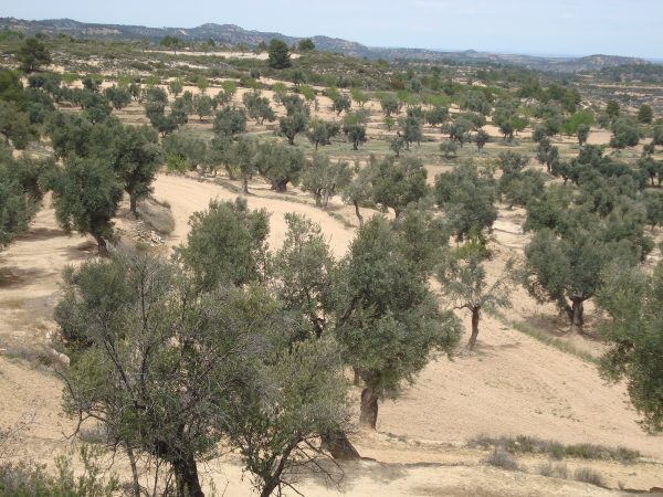 copia_de_dsc03400.jpg