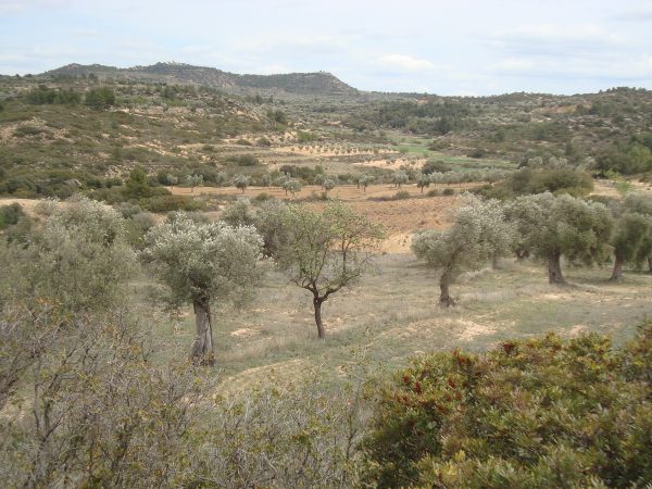 copia_de_dsc03404.jpg